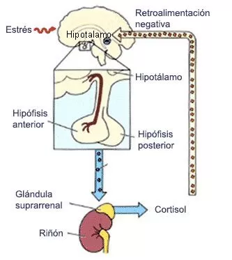 hipotalamo hipofiz adrenal hipotalamo hipofiz adrenal