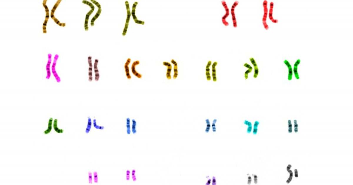 Kromozomlar nedir ve nasıl çalışır?