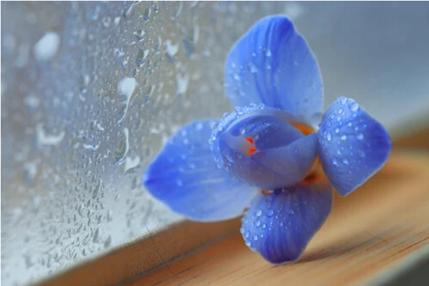 Yağmurlu bir pencerenin yanında mavi çiçek