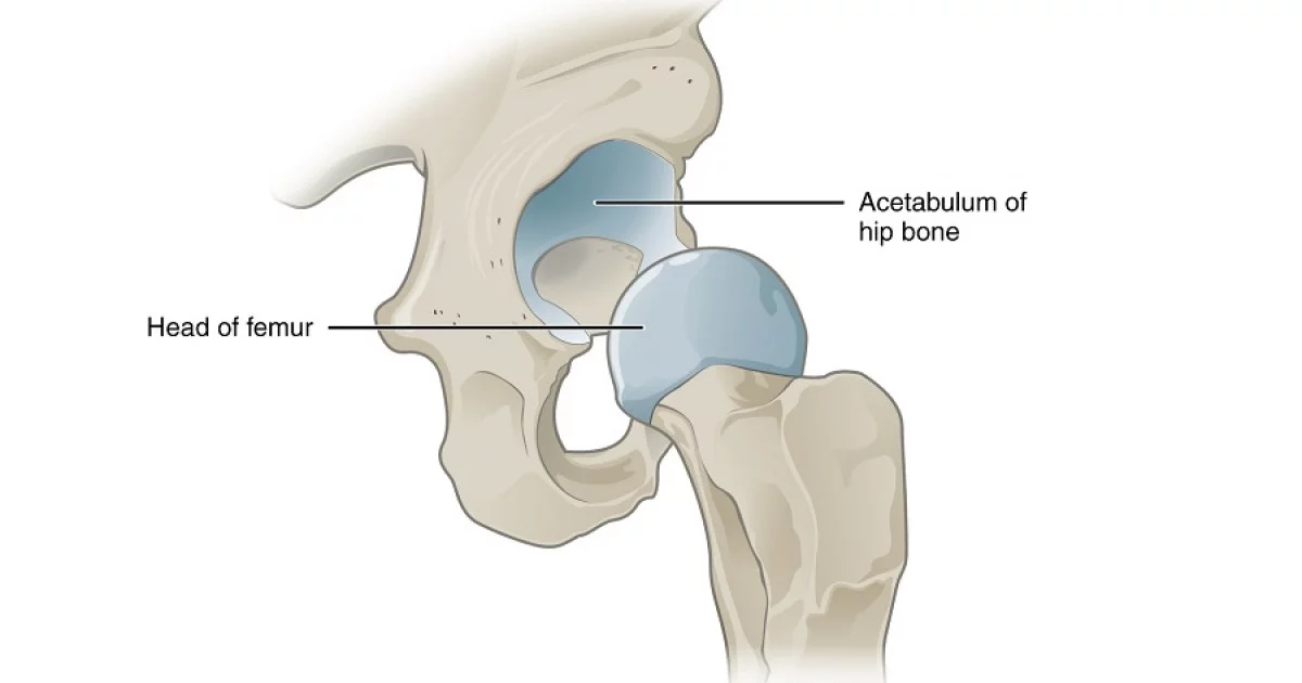 bunlar nelerdir, türleri ve anatomik özellikleri