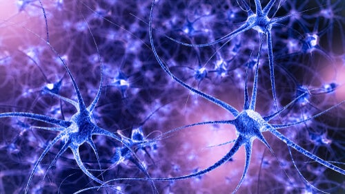 Nöral plastisite: özellikleri ve türleri