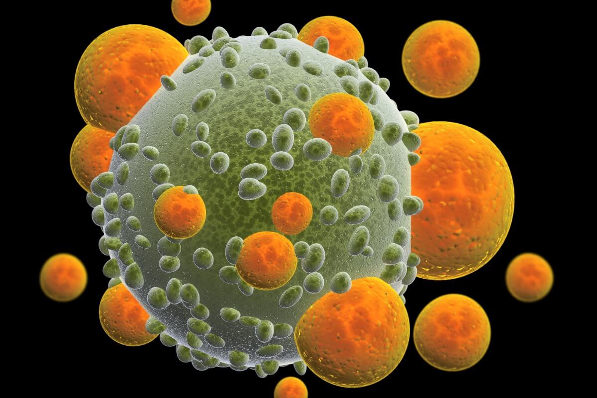 Doğal öldürücü (NK) hücreler: ne oldukları ve işlevleri