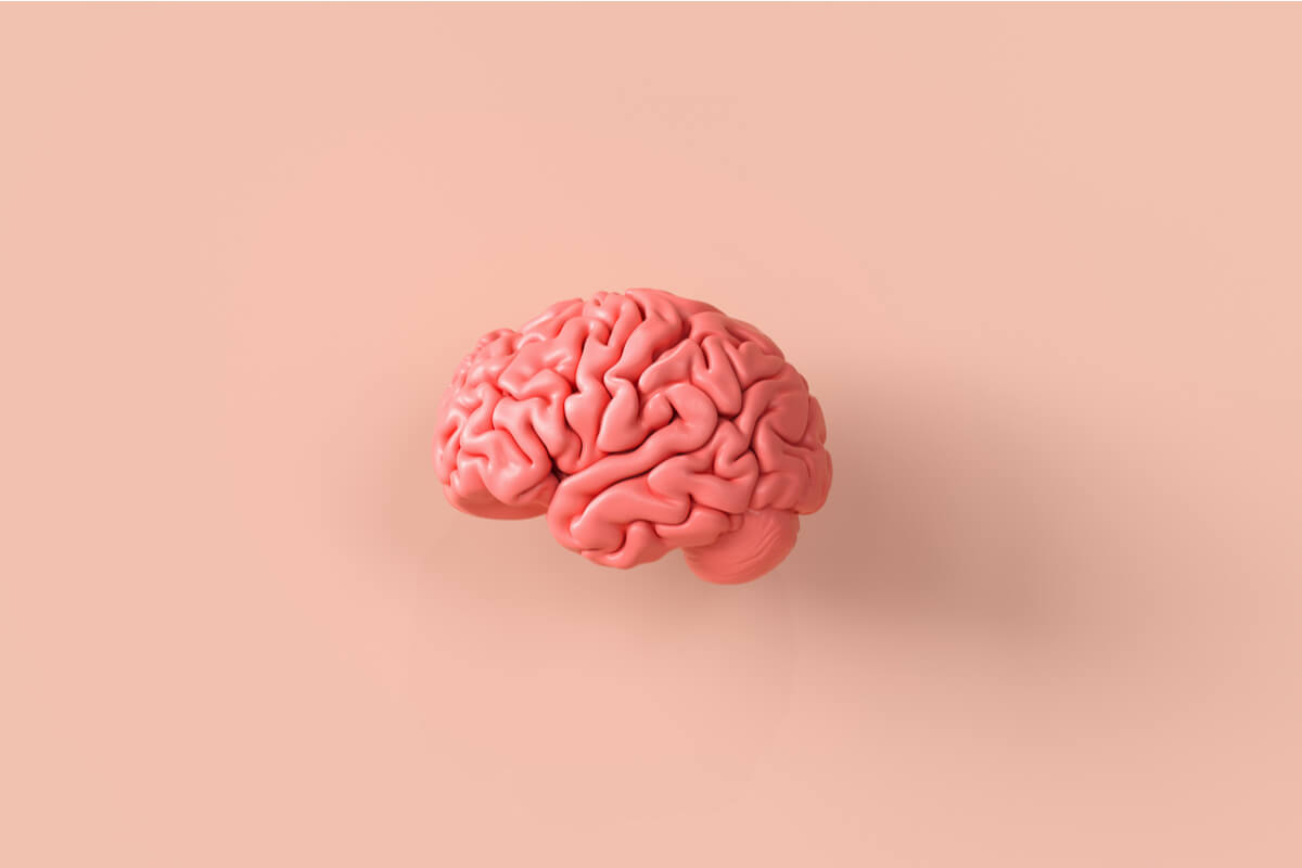 Dört beynin pedagojik modeli