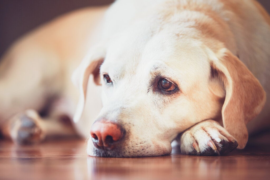 Keder nedeniyle üzgün köpek