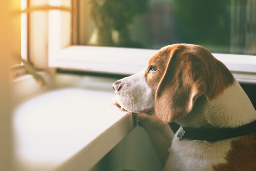 pencereden dışarı bakan üzgün köpek