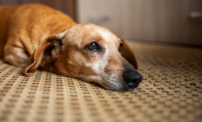 Bir araştırmaya göre köpekler de ölümden sonra yas tutuyor