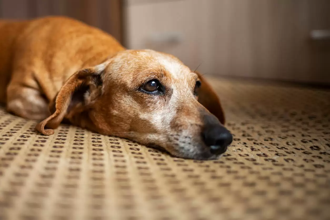 Bir araştırmaya göre köpekler de ölümden sonra yas tutuyor