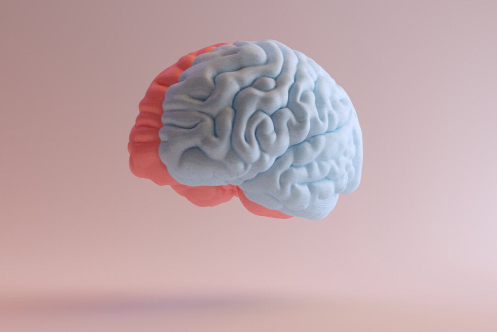 Anoreksinin beyin yapısını nasıl değiştirebileceğini gösteren yan görünüm beyin