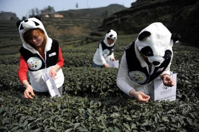 Panda Gübre Çayı