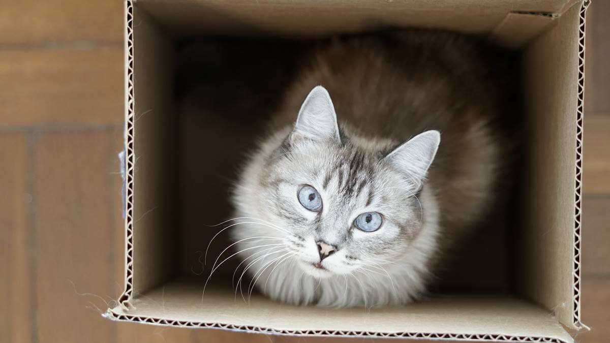 imagen para simbolizar por qué a los gatos les gusta meterse en espacios pequeños