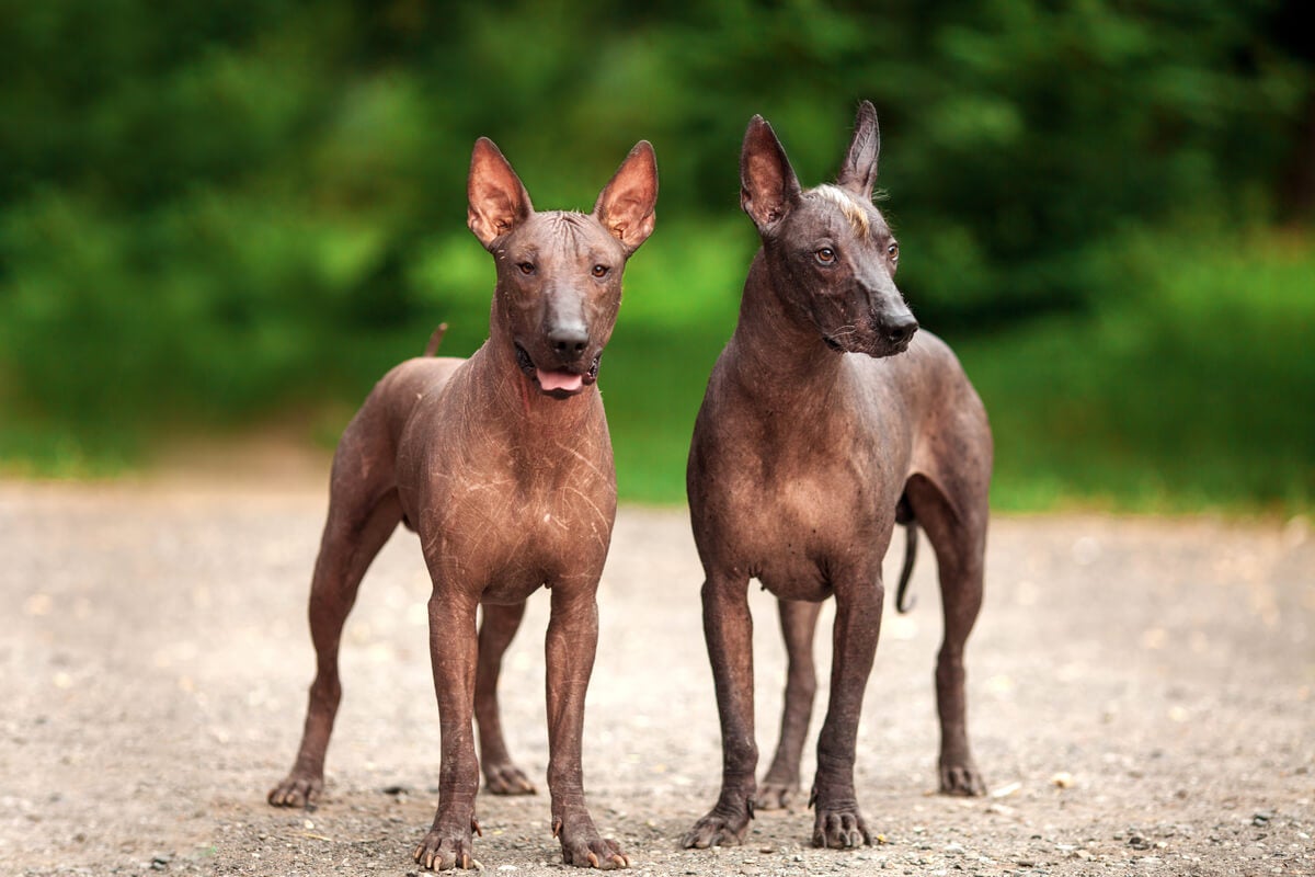 Soñar con perros: ¿qué significa?