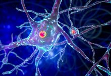 Bir nöron ne kadar yaşar?