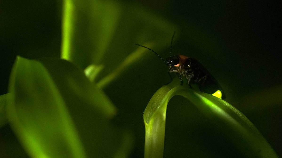 bosque para simbolizar la unión entre luciérnagas y seres humanos
